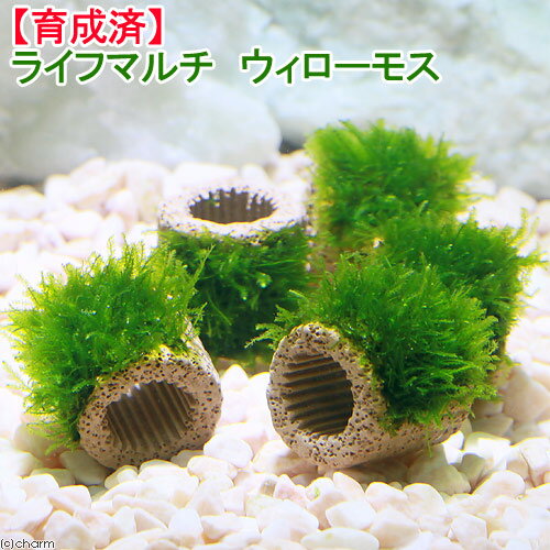 ウィローモス