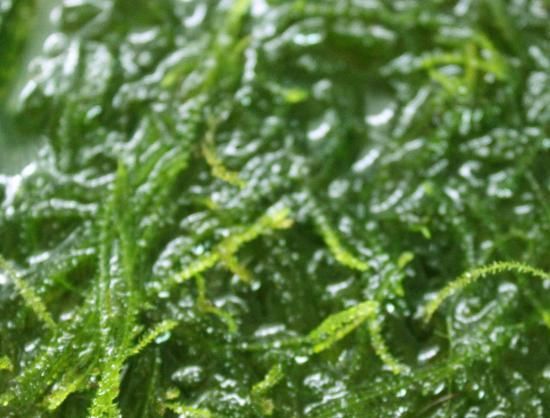 ウィーピングモス