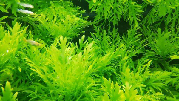 ウォーターウィステリア マーブル