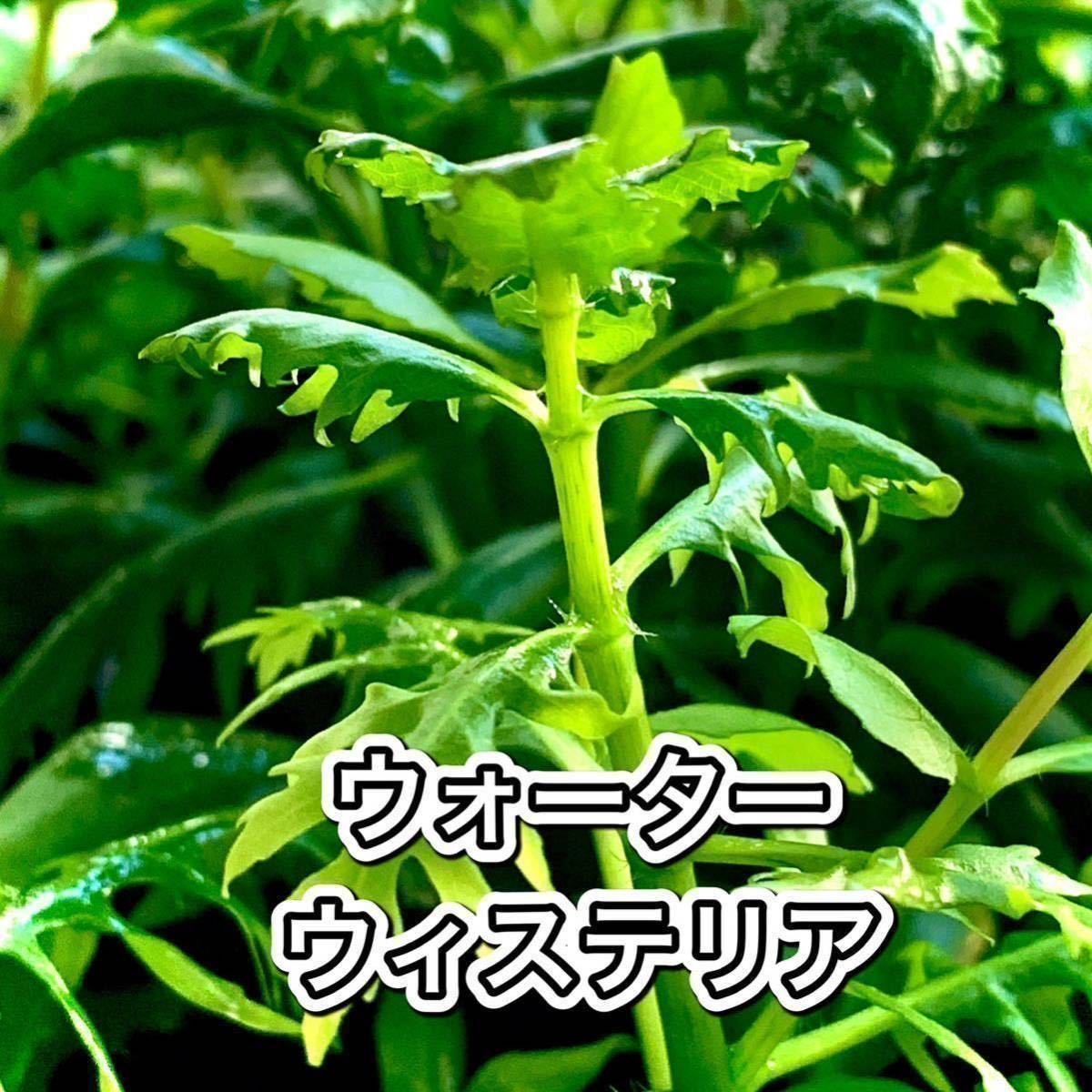 ウォーターウィステリア