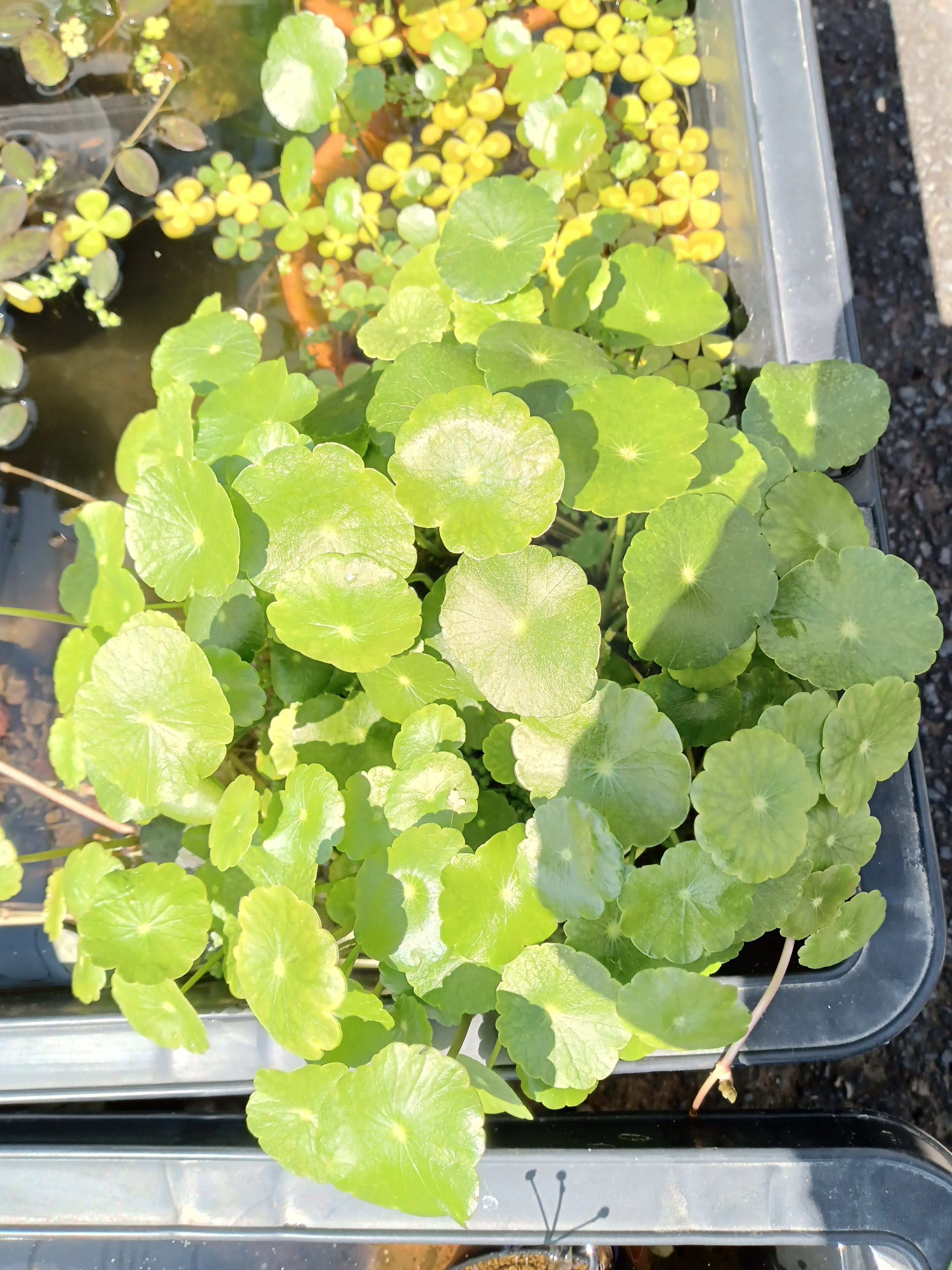 ウォーターカーナミン