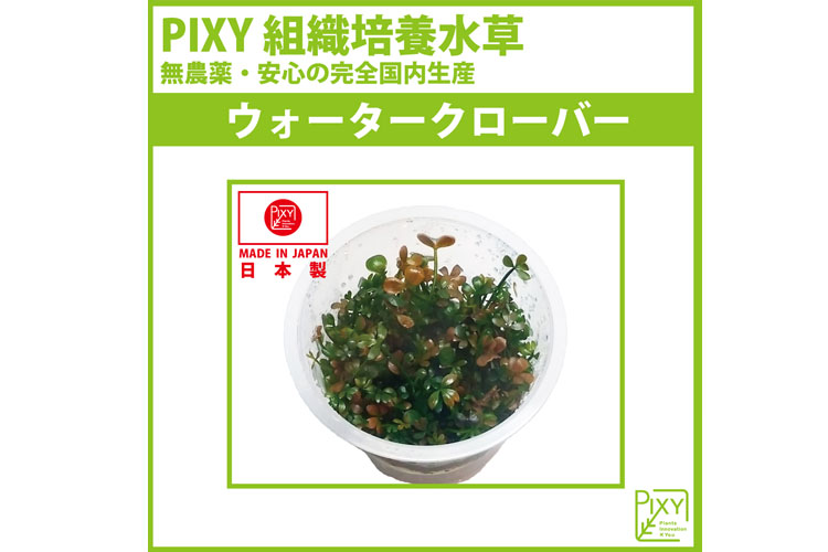 ウォータークローバー