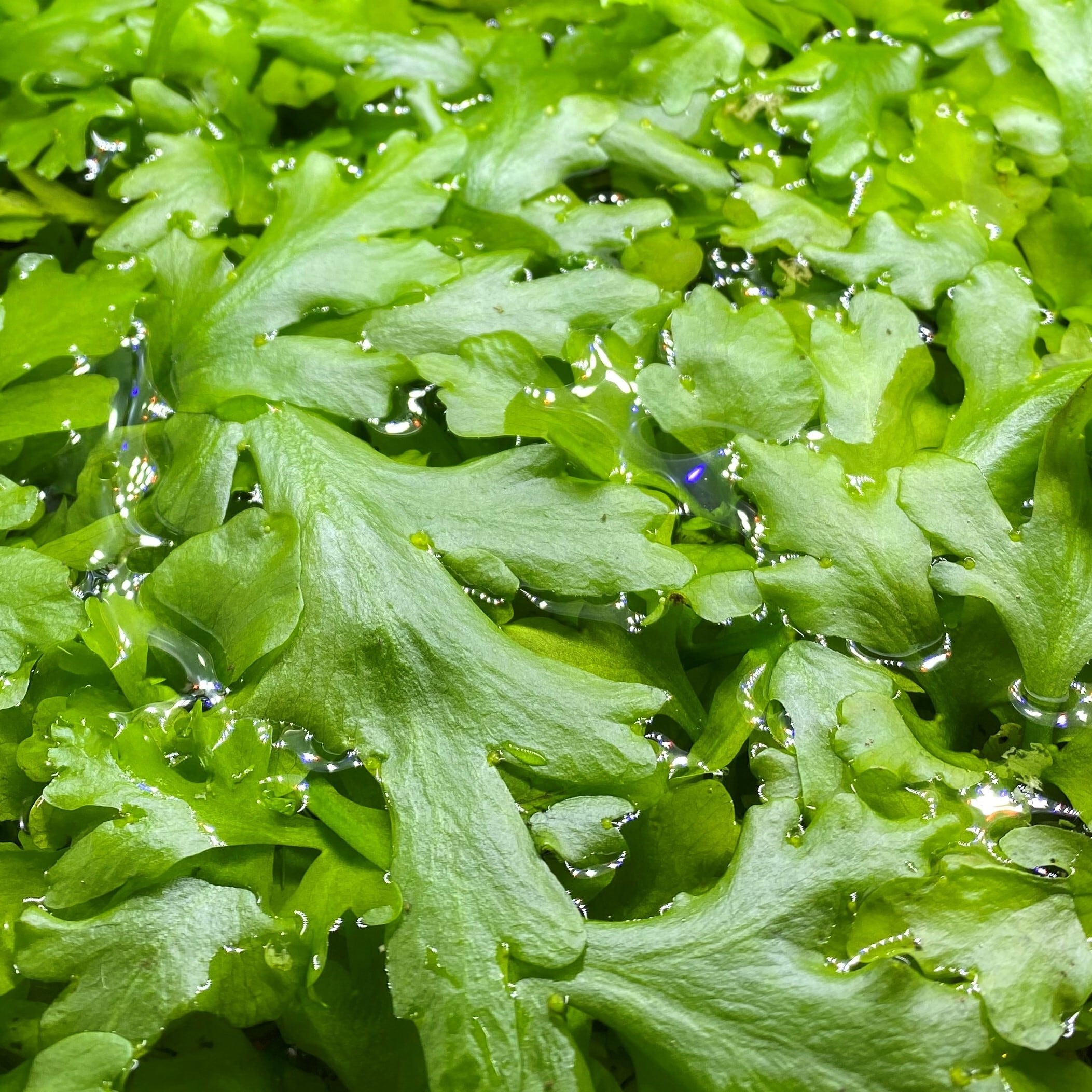 ウォータースプライト