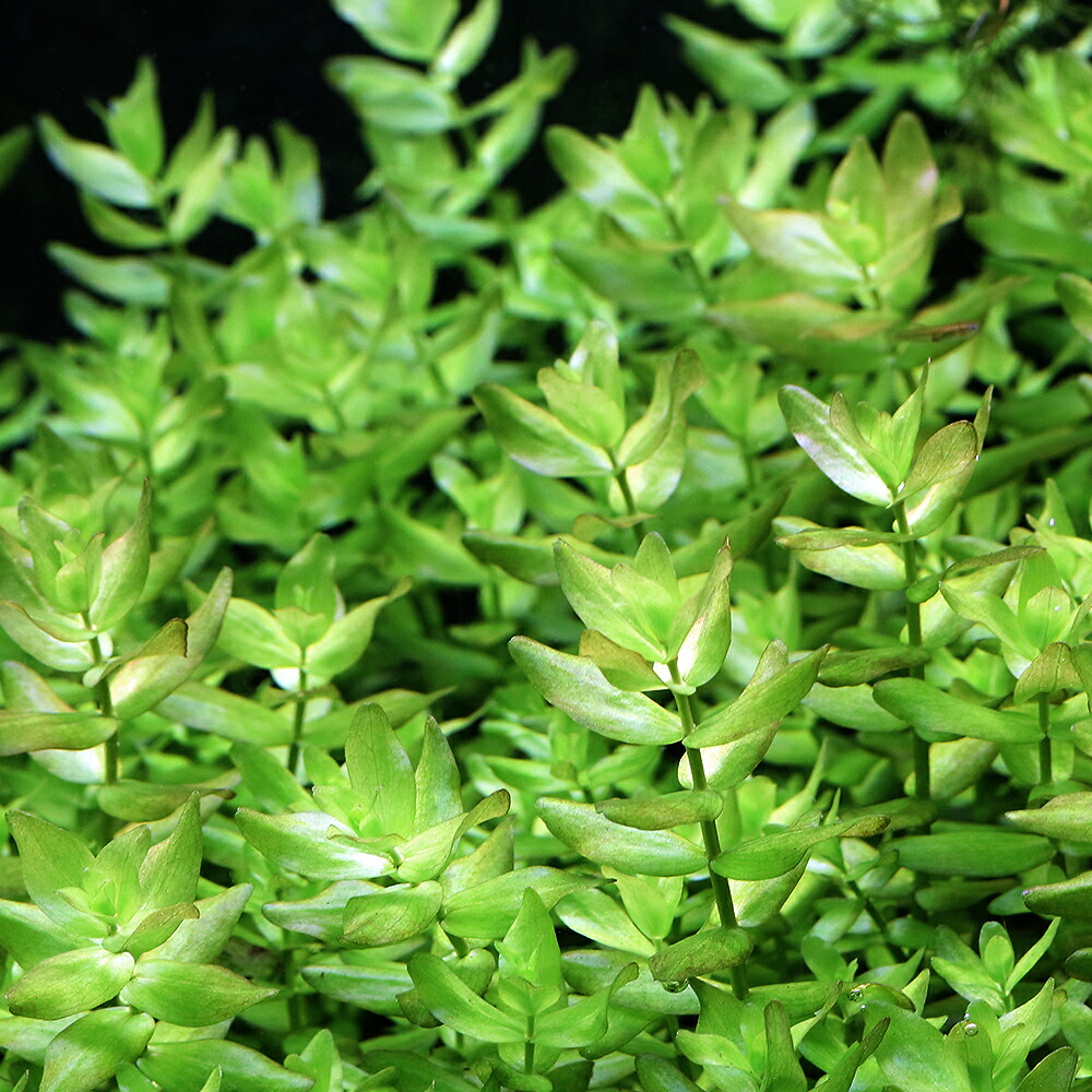 ウォーターバコパ