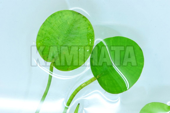 ウォーターポピー