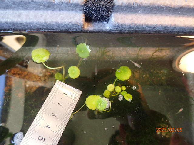 ウォーターマッシュルーム ミニ