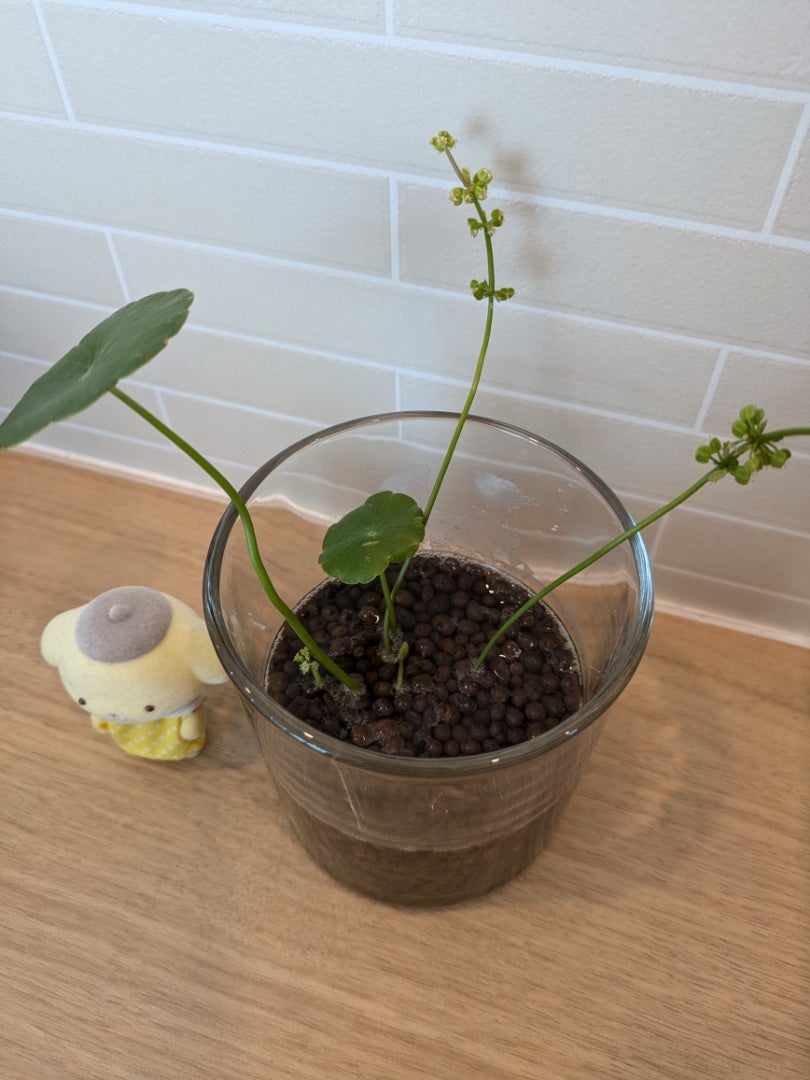 ウォーターマッシュルーム