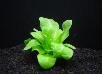 ウォーターローズ レッド