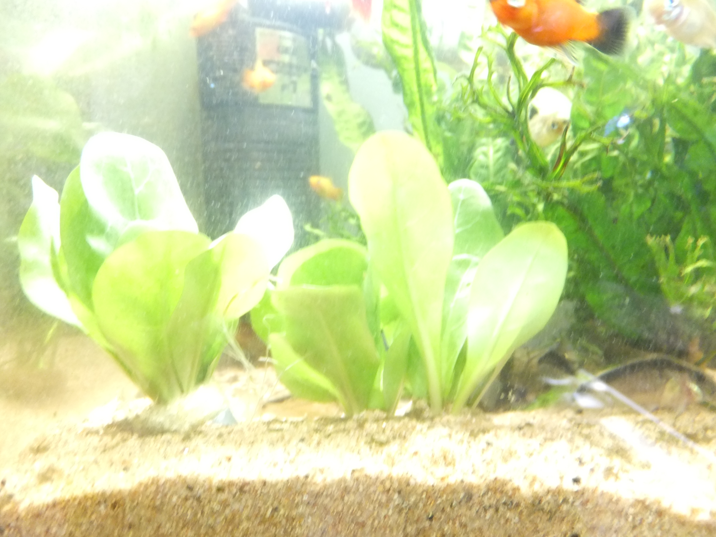 ウォーターローズレッド