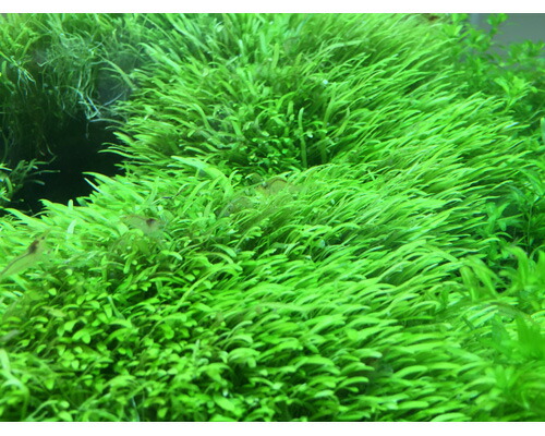 ウォーターローン