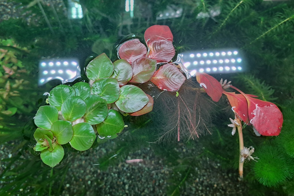 ウキバルドウィジア