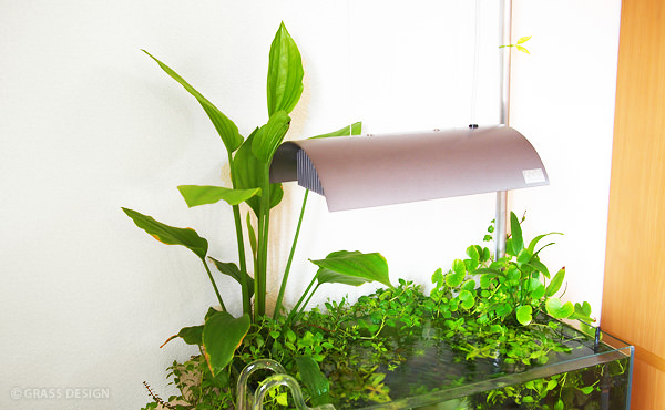 エキノ アクアティカ