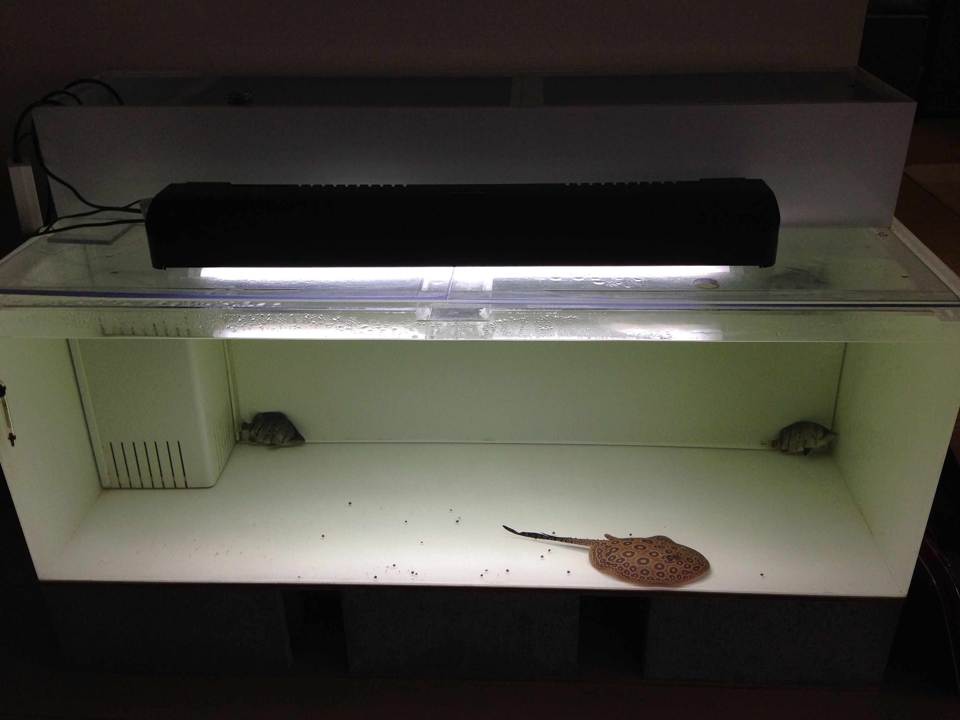 エキノ アトランスバーグ AL