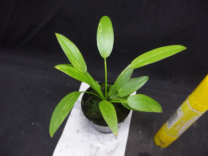 エキノ アルゼンチネンシス