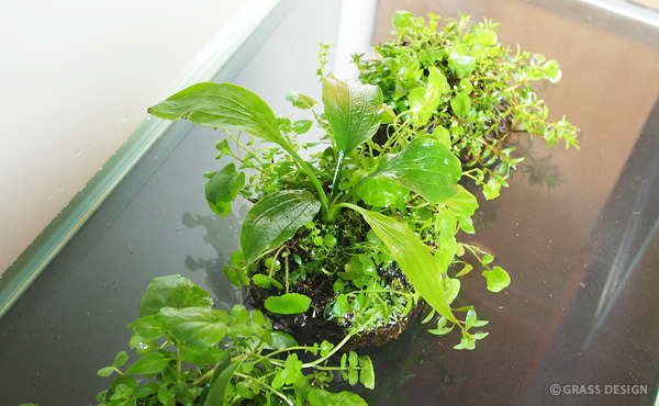 エキノ インディアンサマー