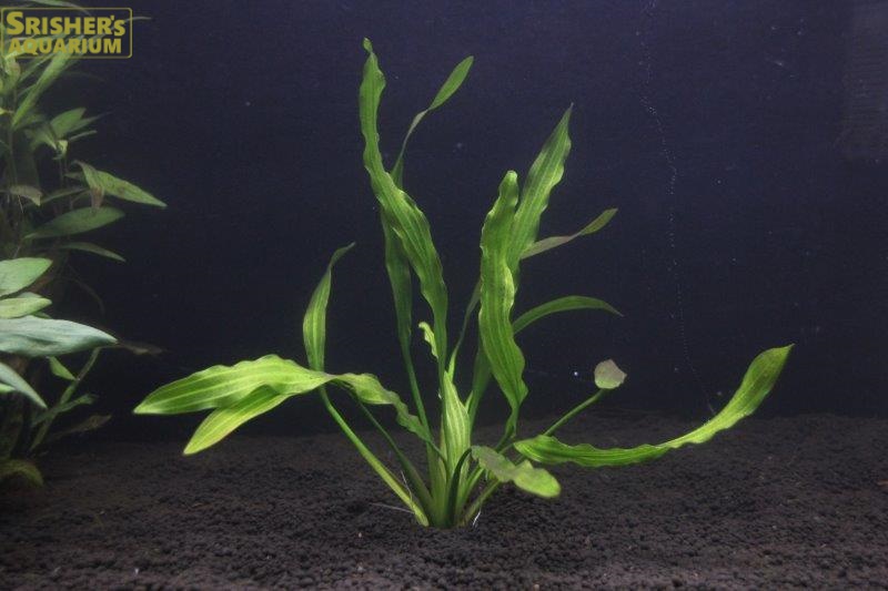 エキノ ウルグアイエンシス トリカラー