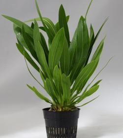 エキノ ウルグアイエンシス