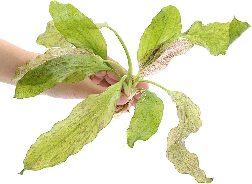 エキノ オゼロット グリーン