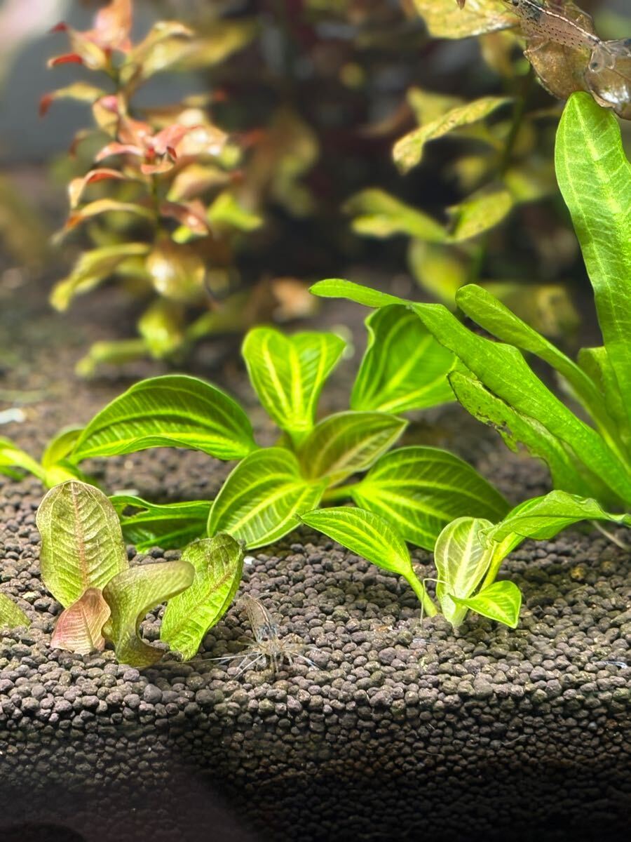 エキノ オパクス ヴェルデ