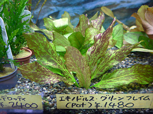 エキノ オリエルタル