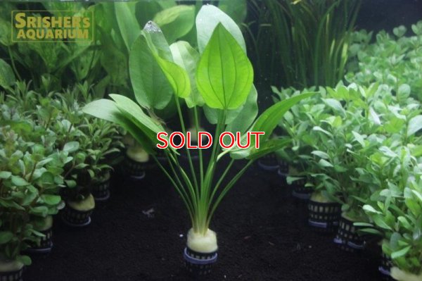 エキノ グランディフォリウス