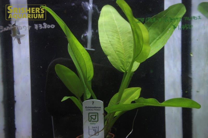 エキノ コーディフォリウス 'MARBLEQUEEN'