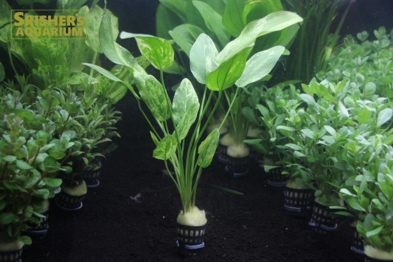 エキノ コーディフォリウス