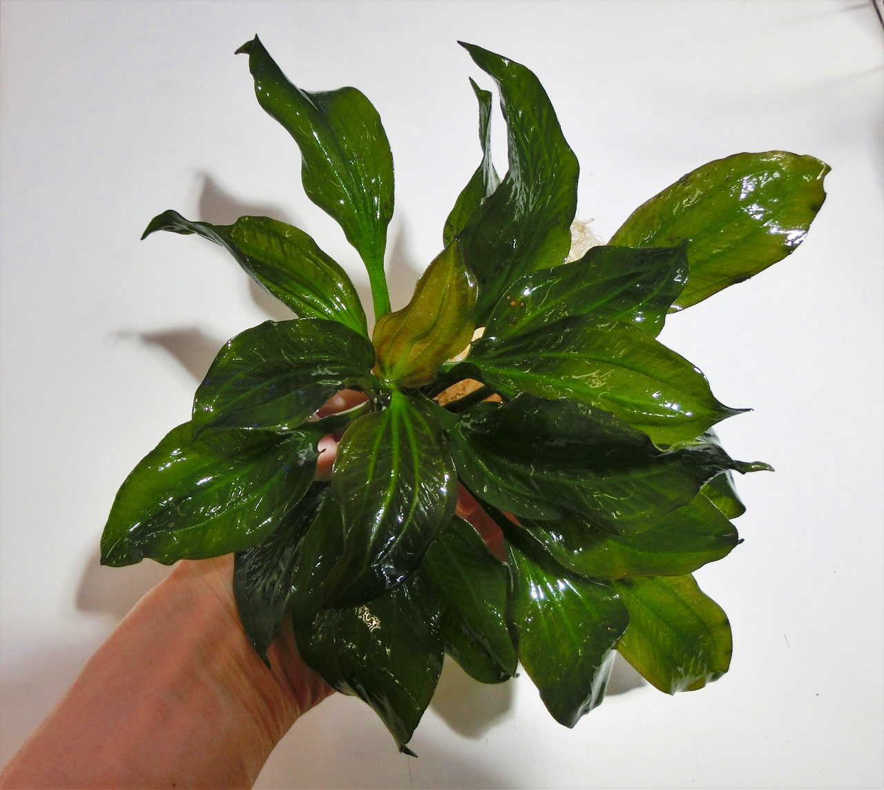 エキノ ジャガー