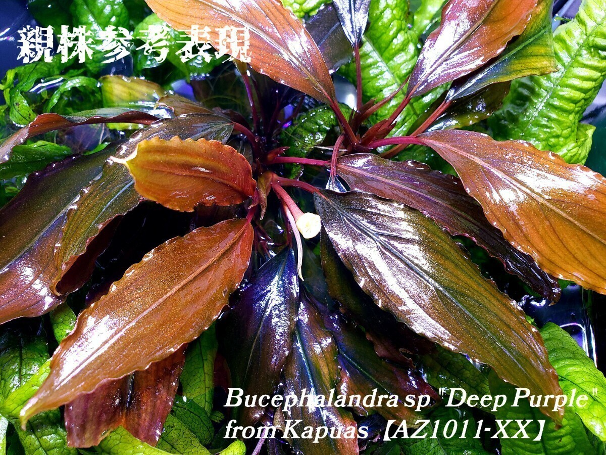 エキノ ディープパープル