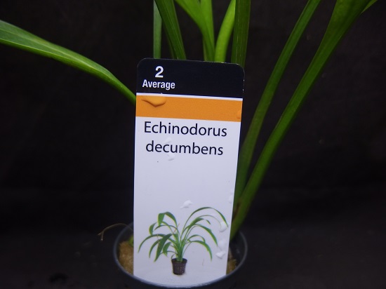 エキノ デクンベンス AL