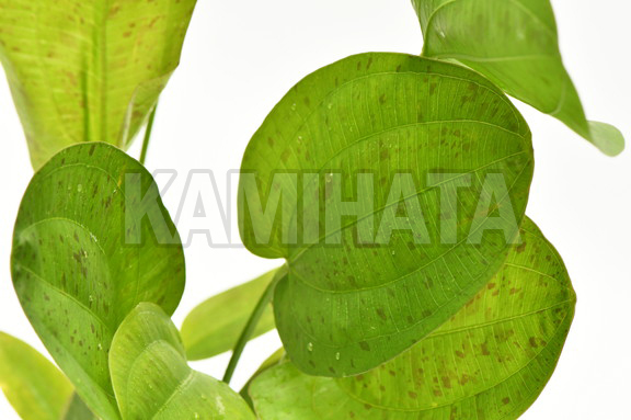 エキノ ハービッヒ 'SPOTTED'