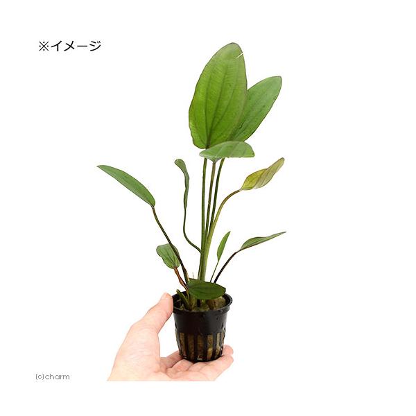 エキノ バーシー