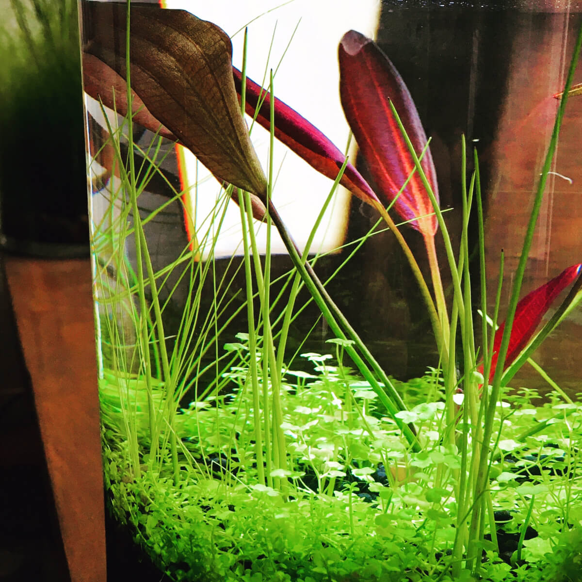 エキノ バーシー