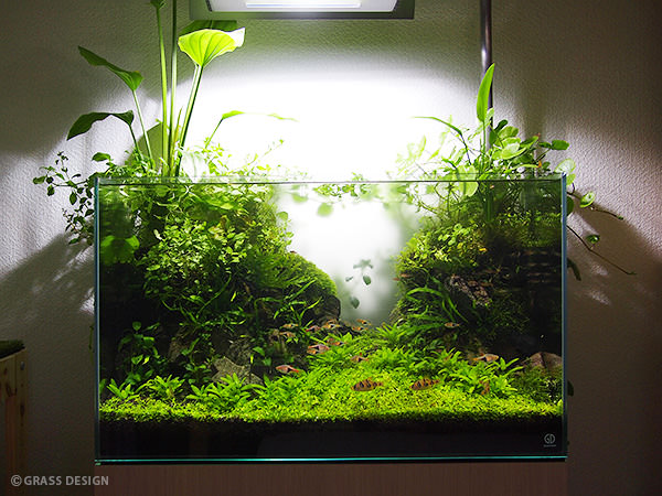 エキノ パウルクロッカー