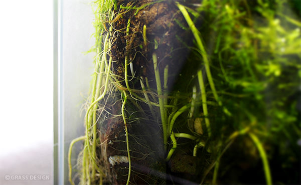 エキノ ファイヤーフェニックス