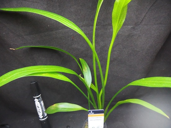 エキノ フランス ストーフェルス