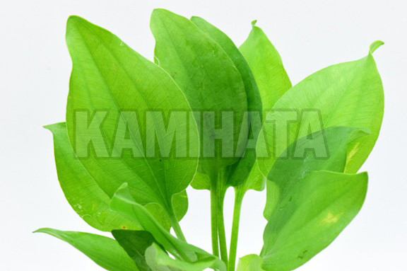 エキノ ブレヘリィ