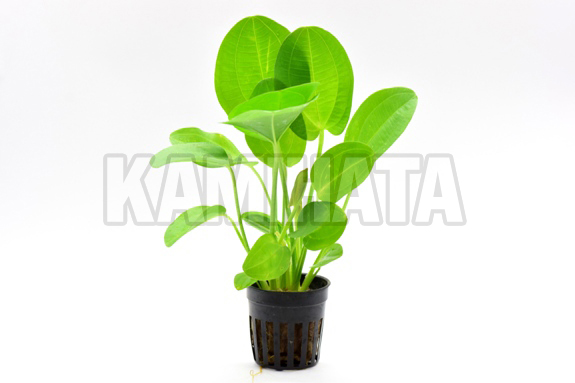 エキノ ホリゾンタリス バリエガータ