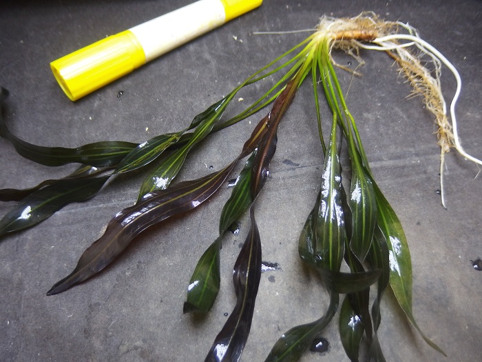 エキノ ホレマニー レッド