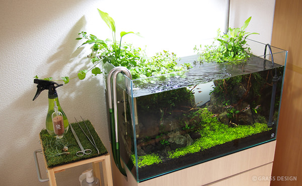 エキノ マーブルクイーン