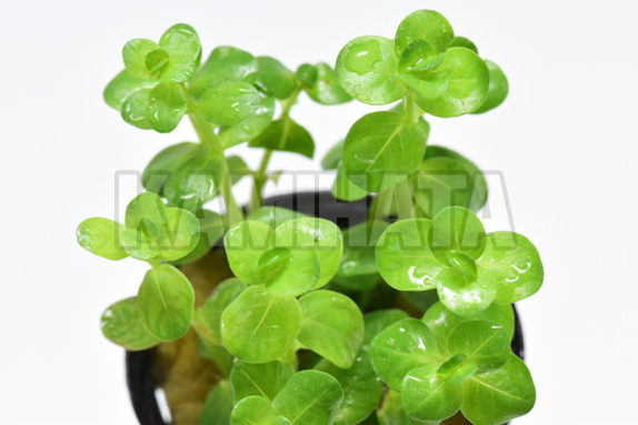 エキノ ムリカータス ハイブリッド レッド