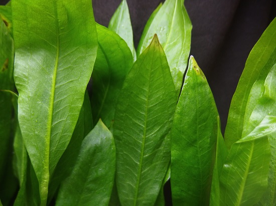 エキノ レジンヒルデブラント