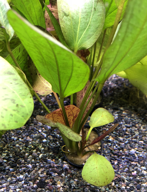 エキノ レッドオクトーバー