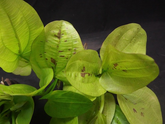 エキノ sp. 'Iguazu 2009'