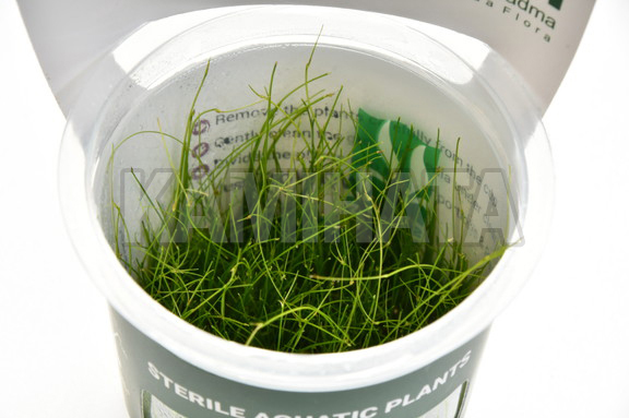 エレオカリス ビビパラ