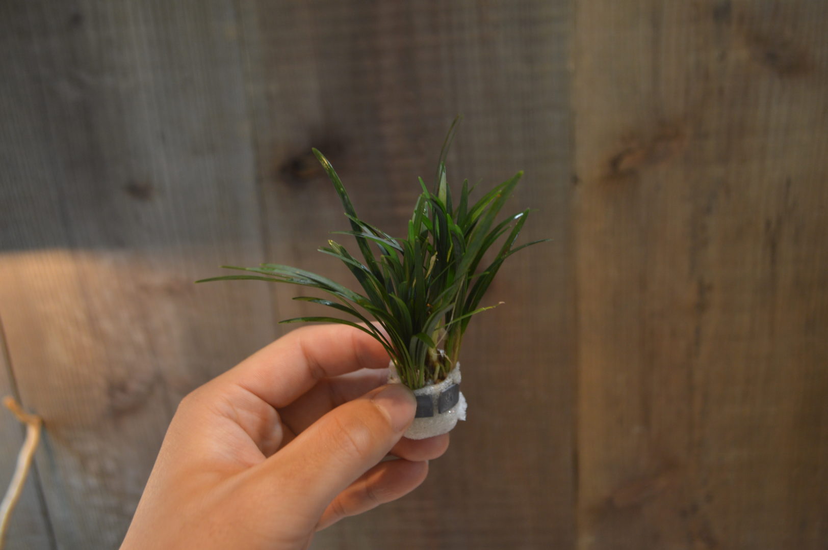 オピオポゴン 京都ドワーフ