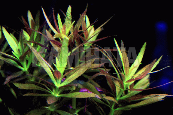 オランダプラント