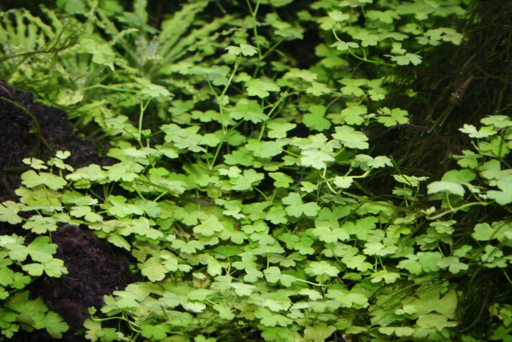 オーストラリアン ハイドロコタイル ミニ