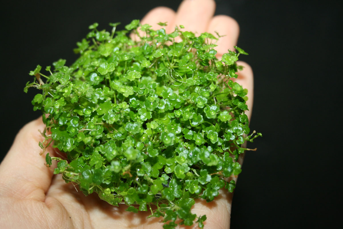 オーストラリアン ハイドロコタイル