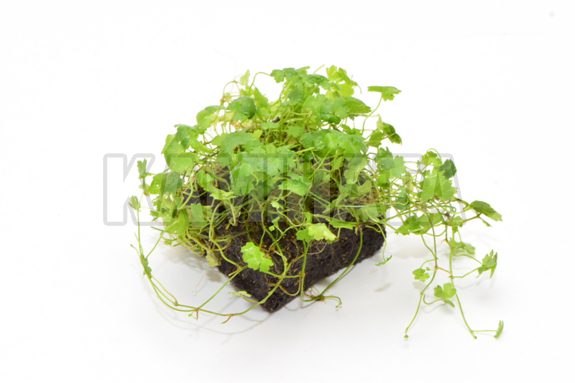 オーストラリアン ハイドロミニ 斑入り